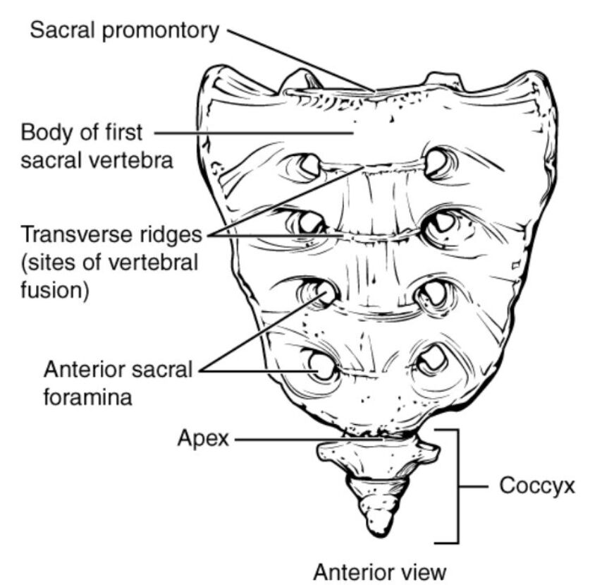 Anterior View of Sacrum and Coccyx: Anatomical Structure Guide