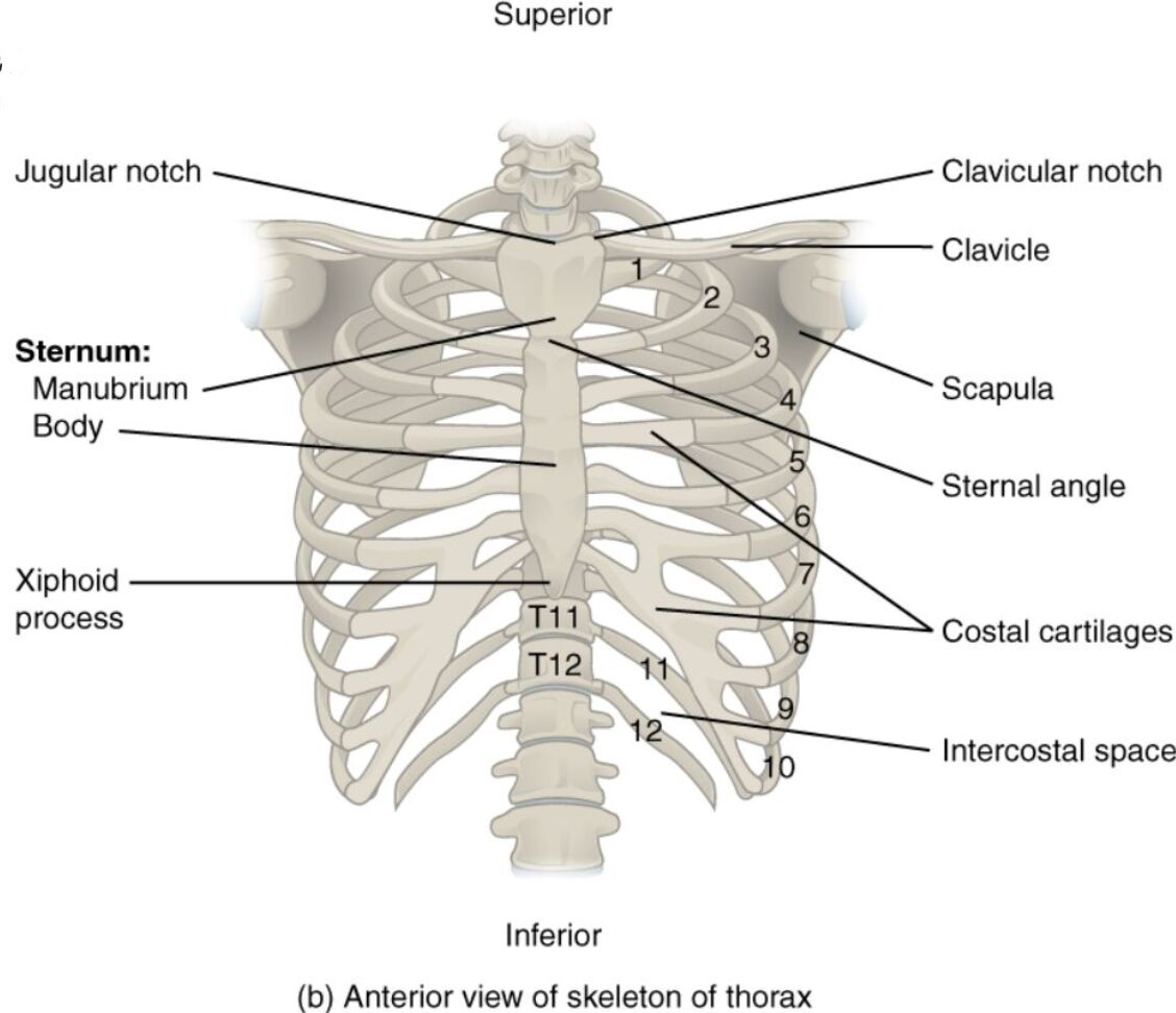 Anterior View of Thorax Skeleton: Anatomical Structure Guide