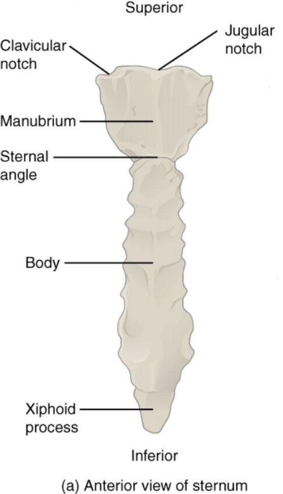 Anterior View of Sternum: Anatomical Structure Explained