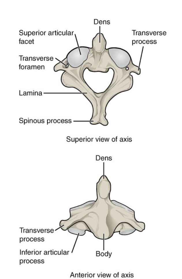 Axis Bone Anatomy: Superior and Anterior Views Explored