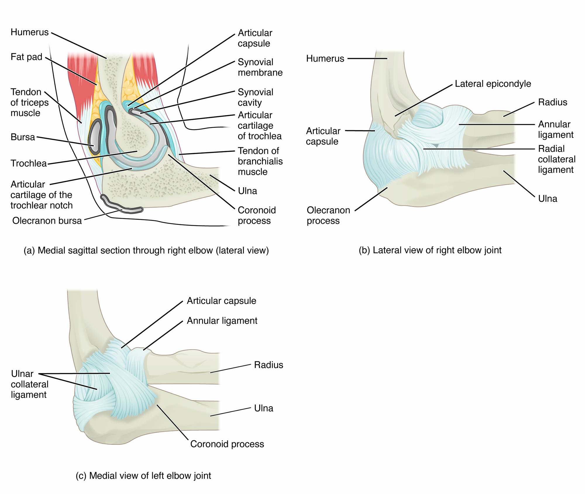 Elbow Joint Anatomical Structure: Hinge Joint and Supporting Ligaments