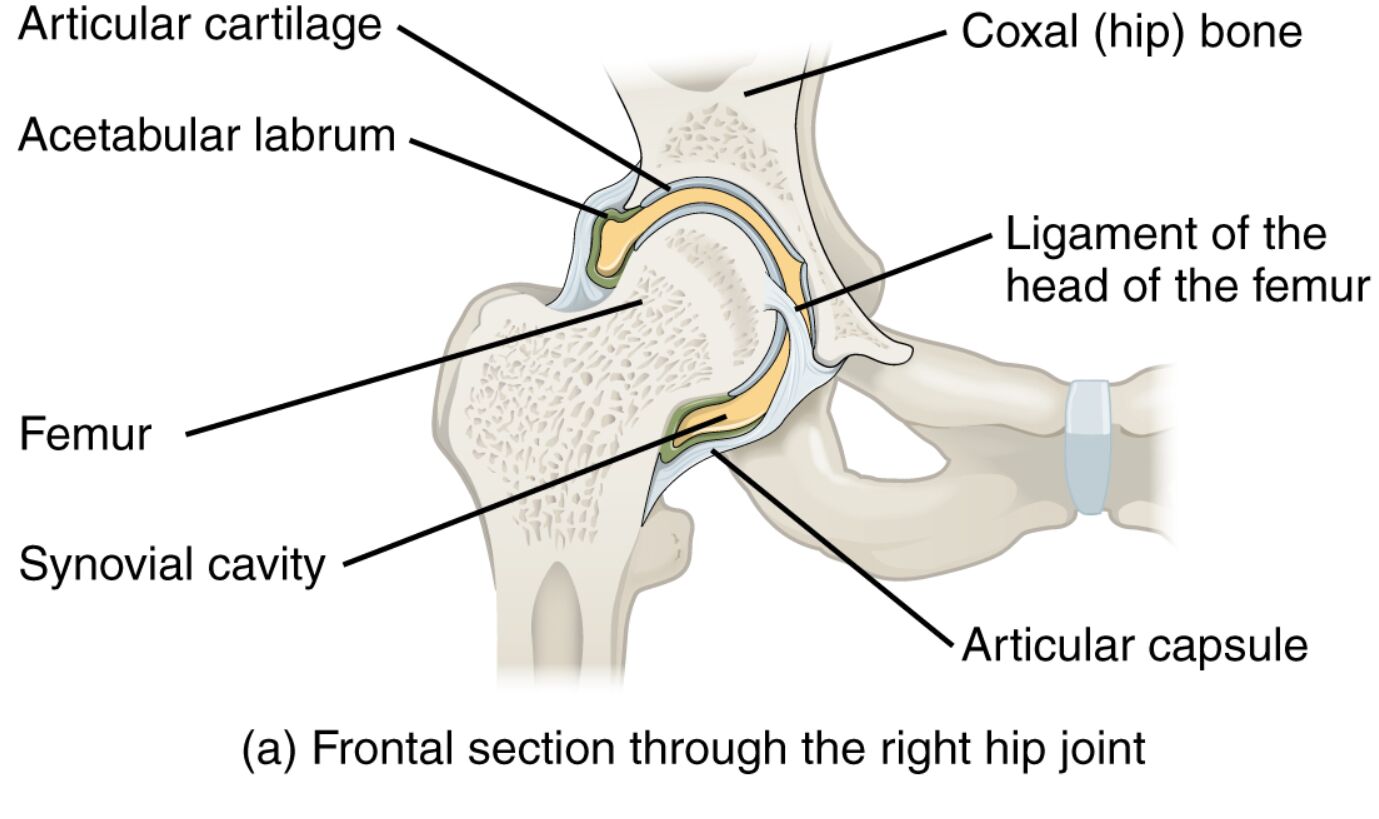 Understanding the Frontal Section of the Right Hip Joint: Anatomy and Function