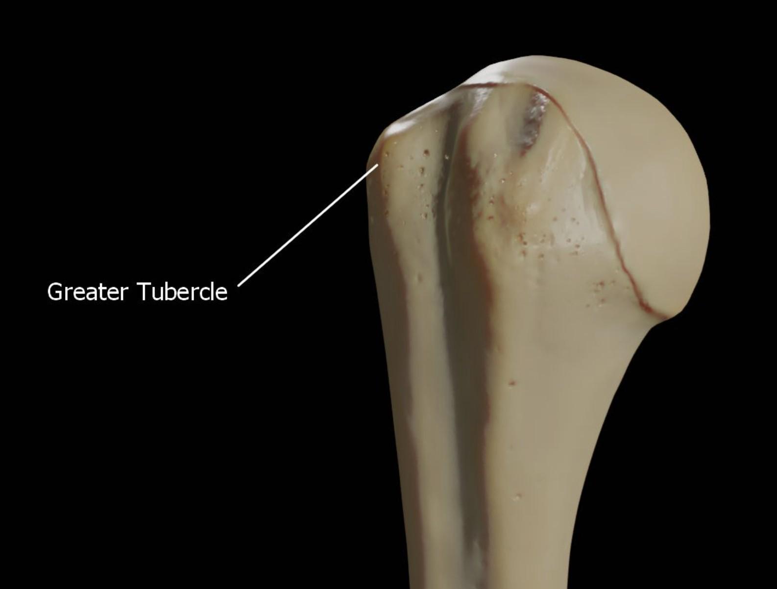 Greater Tubercle of the Right Humerus: Anatomy and Clinical Significance