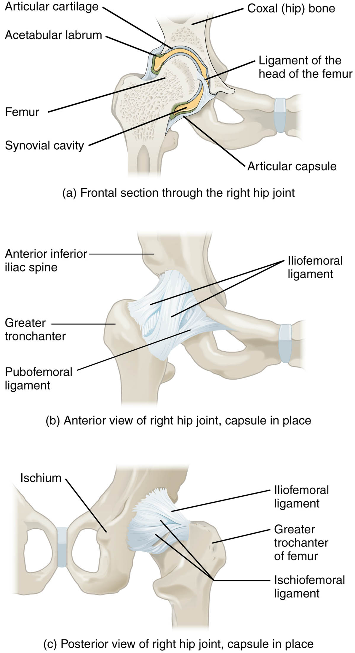Exploring the Anatomy of the Right Hip Joint: A Comprehensive Guide