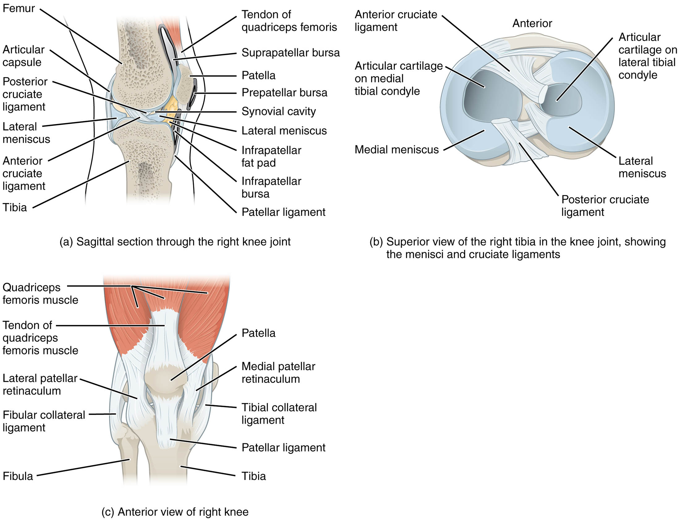 Discovering the Anatomy of the Right Knee Joint: Structure and Support