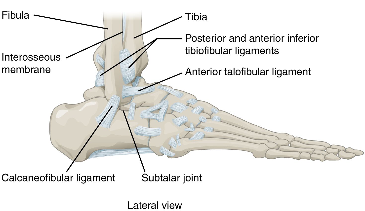 Lateral View of Ankle Joint Anatomy: An In-Depth Exploration