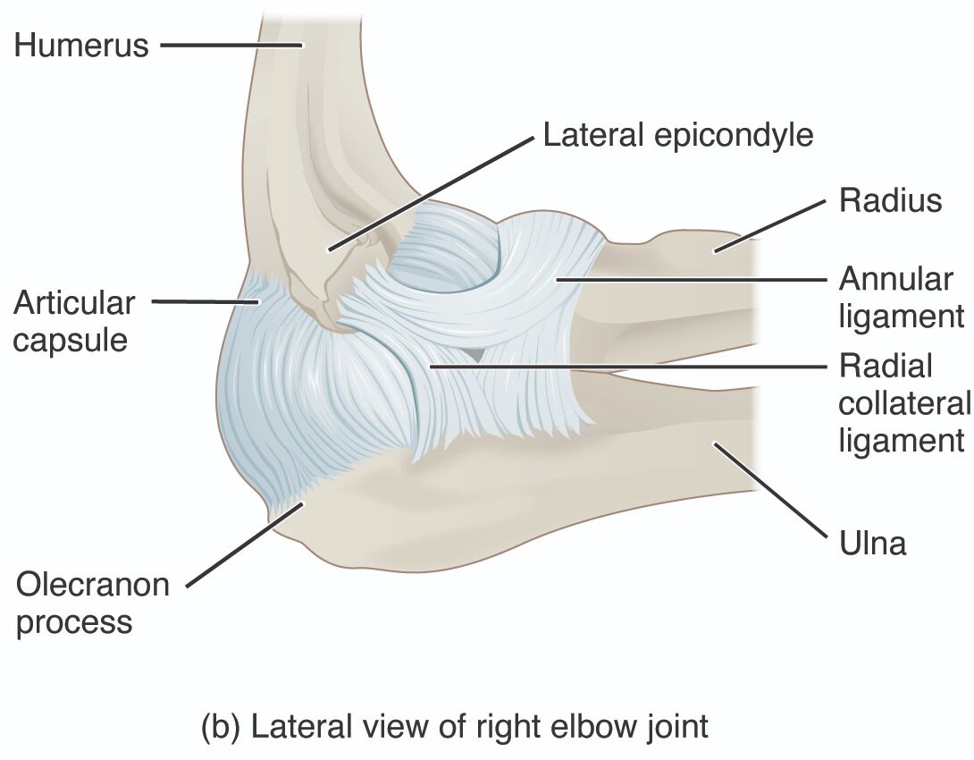 Anatomy of the Lateral View of the Right Elbow Joint