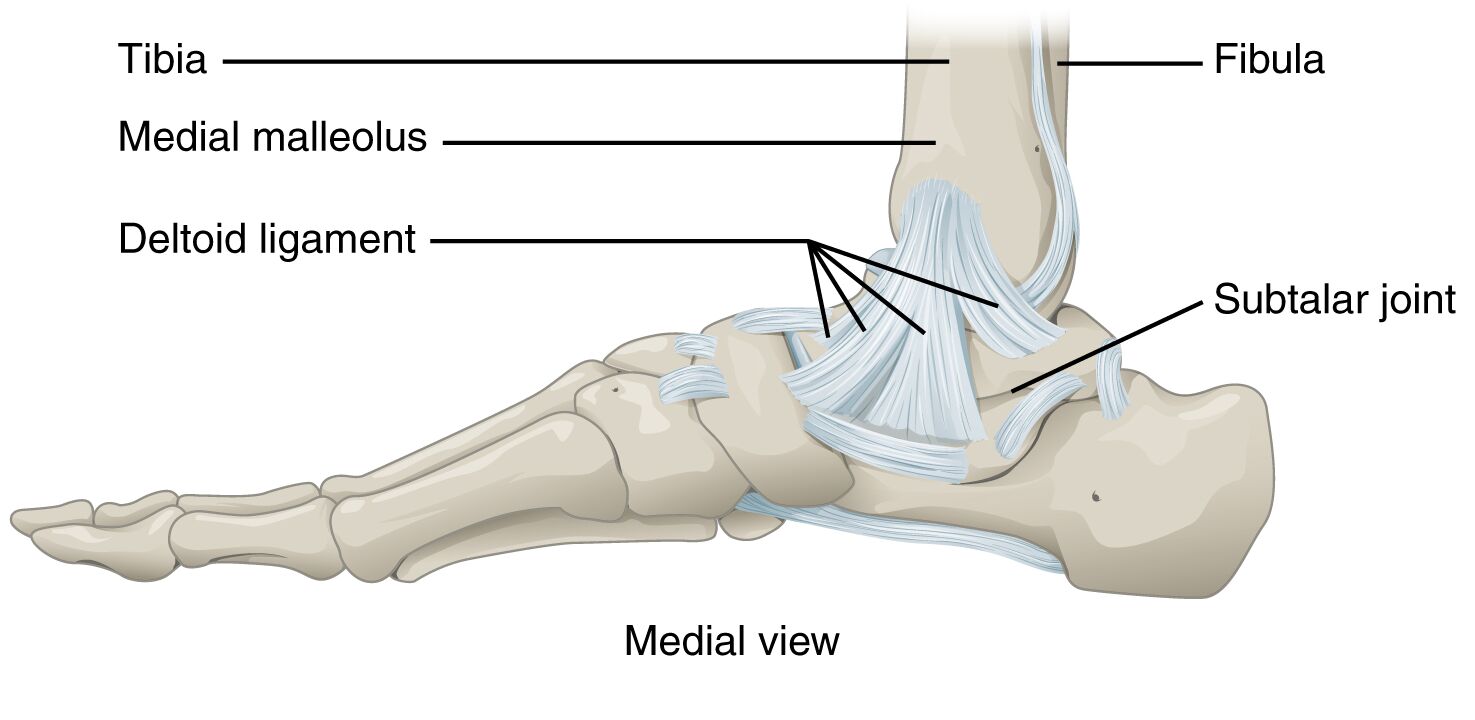 Medial View of Ankle Joint Anatomy: A Comprehensive Guide