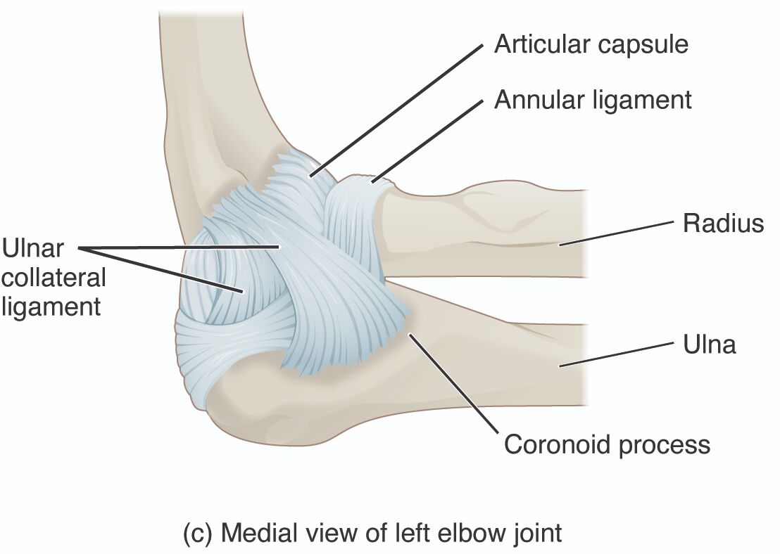 Understanding the Medial View of the Left Elbow Joint: Anatomy and Structure