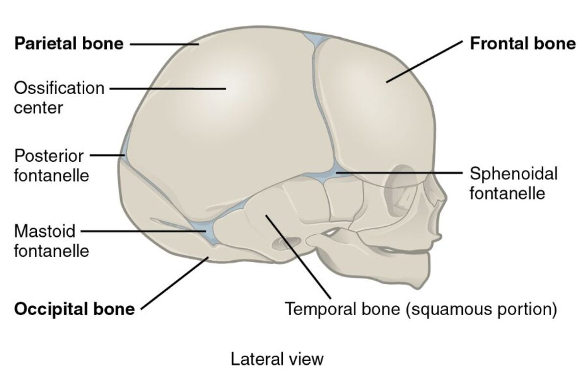 Lateral View of Newborn Skull: Anatomical Structure Guide