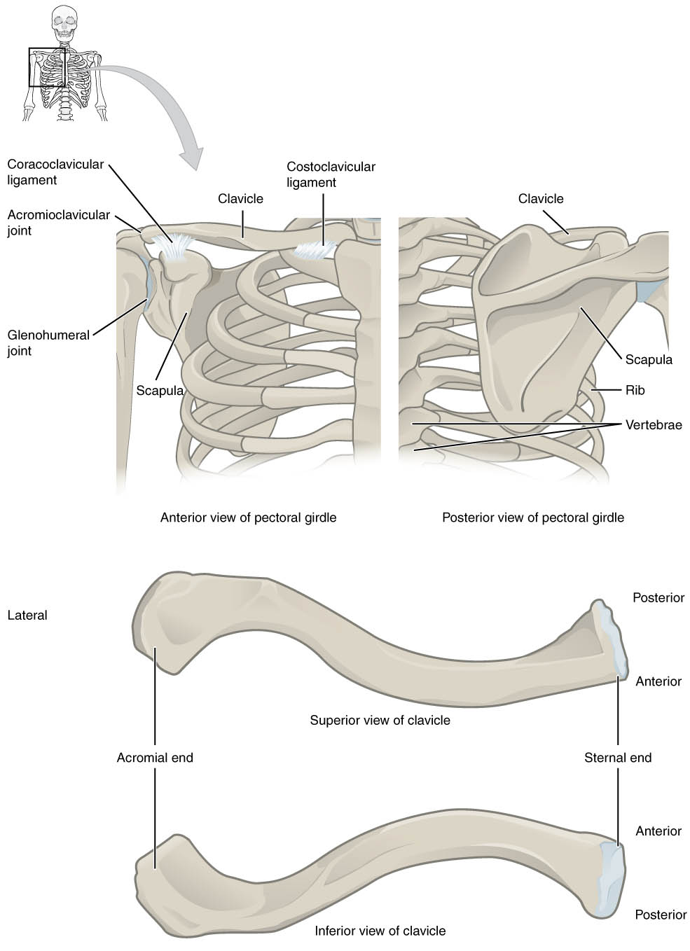 Pectoral Girdle Anatomical Structure: Clavicle, Scapula, and Supporting Ligaments