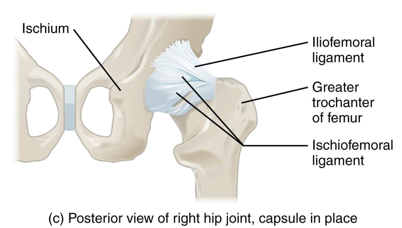 Unveiling the Posterior View of the Right Hip Joint: Anatomy and Support