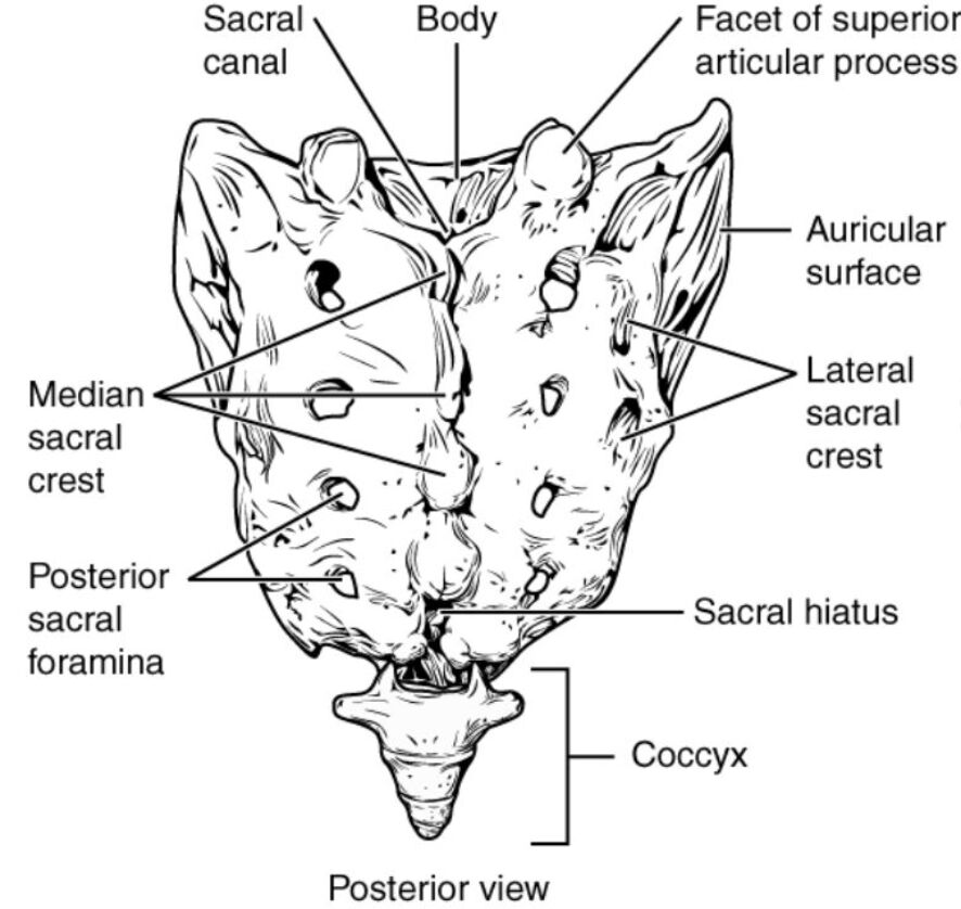Posterior View of Sacrum and Coccyx: Anatomical Structure Explained