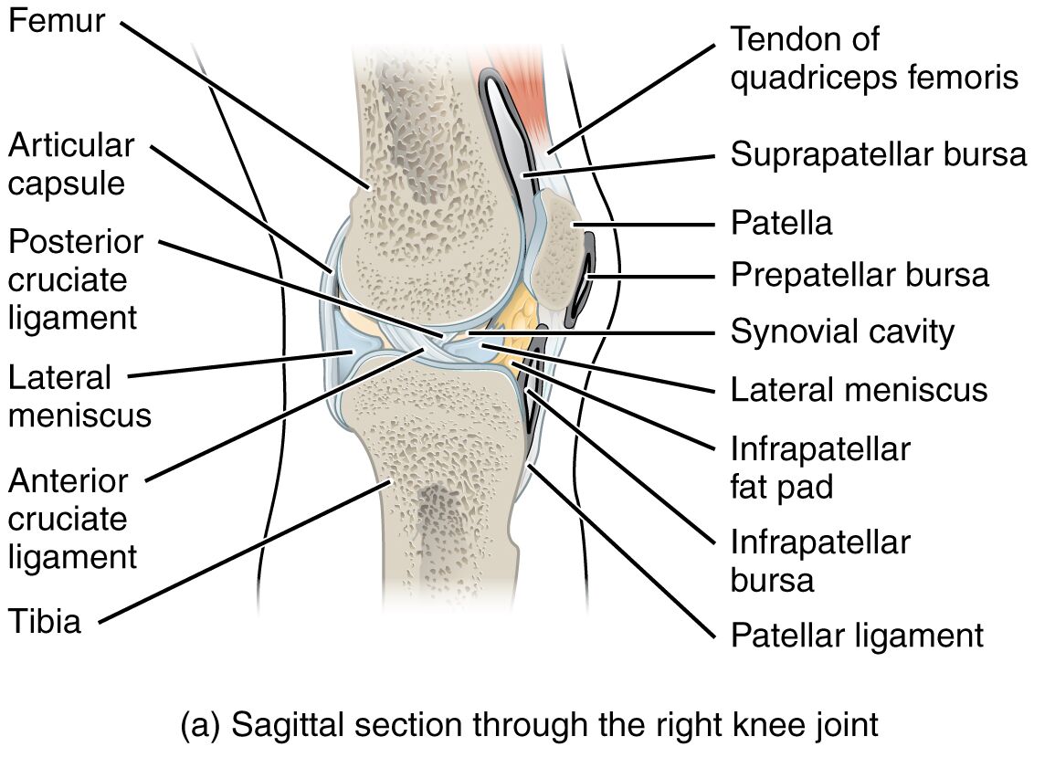Understanding the Anatomy of the Right Knee Joint: A Sagittal Section Guide
