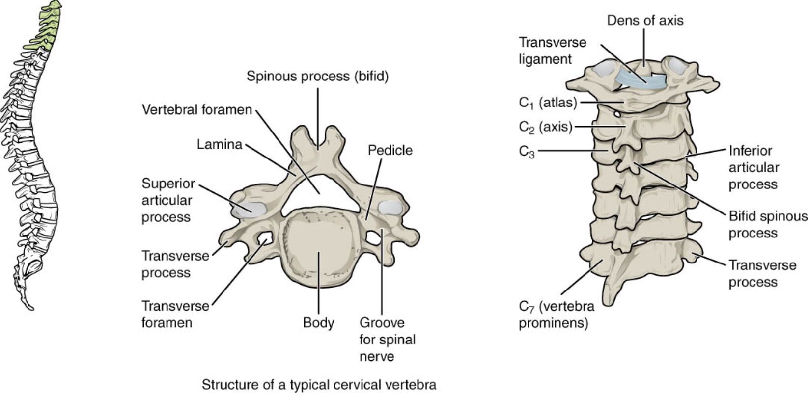 Cervical Vertebrae Anatomy: Structure of a Typical Vertebra