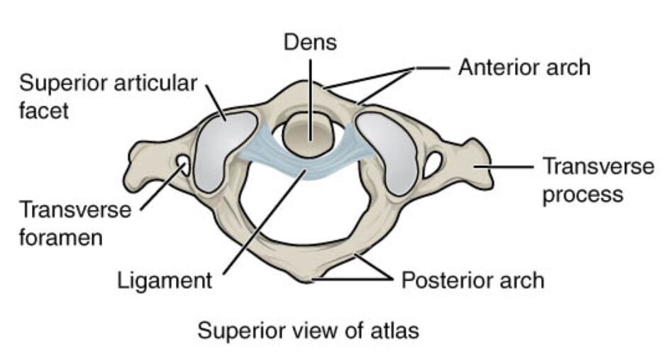Superior View of Atlas Anatomy: A Detailed Examination