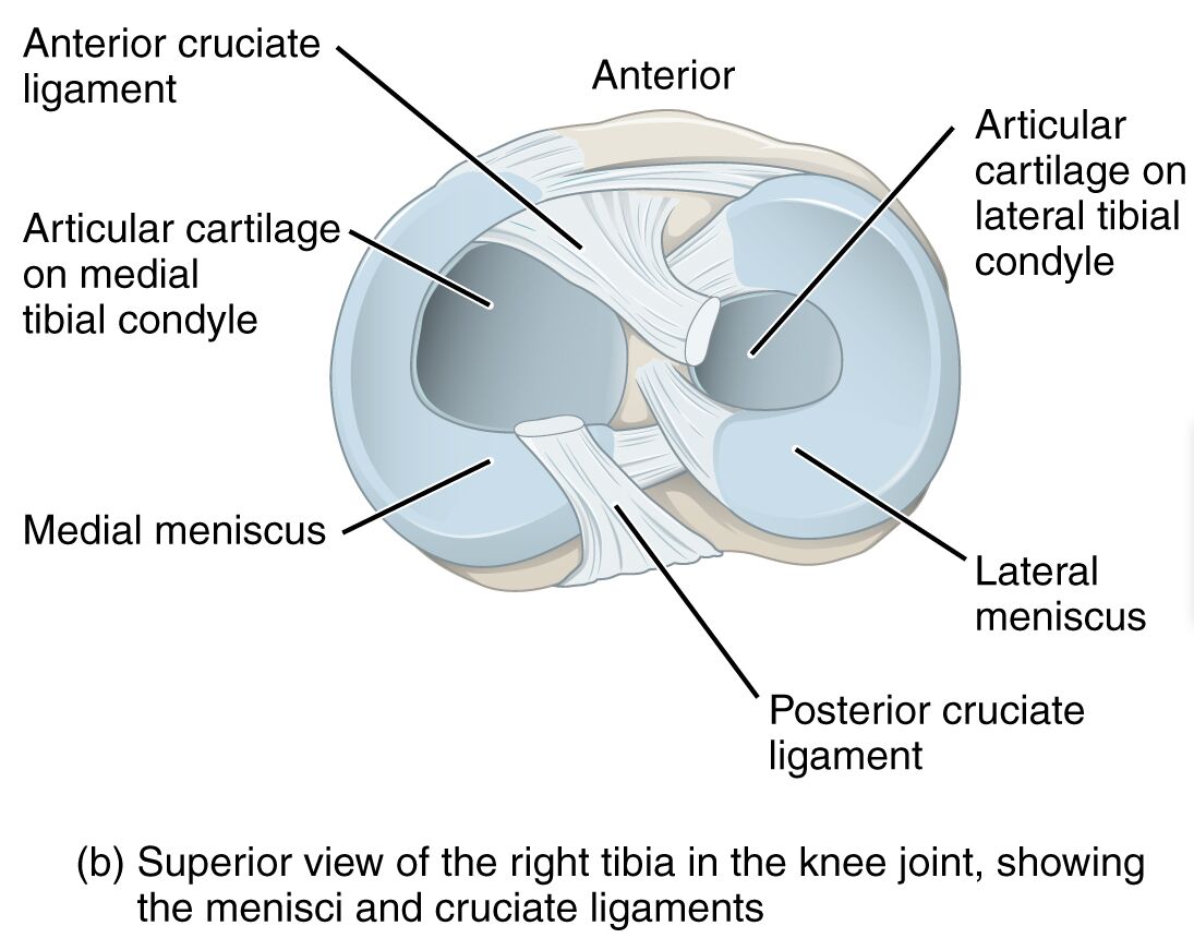 Exploring the Superior View of the Right Tibia in the Knee Joint: Anatomy Insights