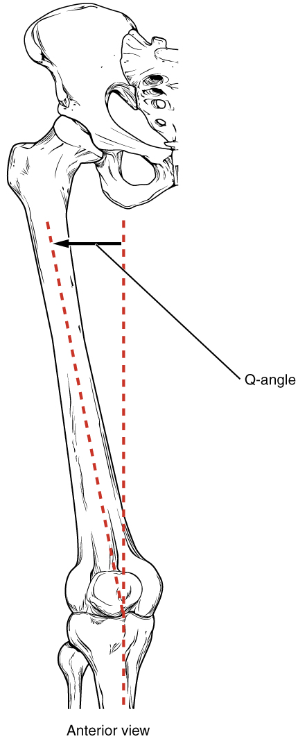 Q-Angle Explained: Anatomical Significance and Gender Differences