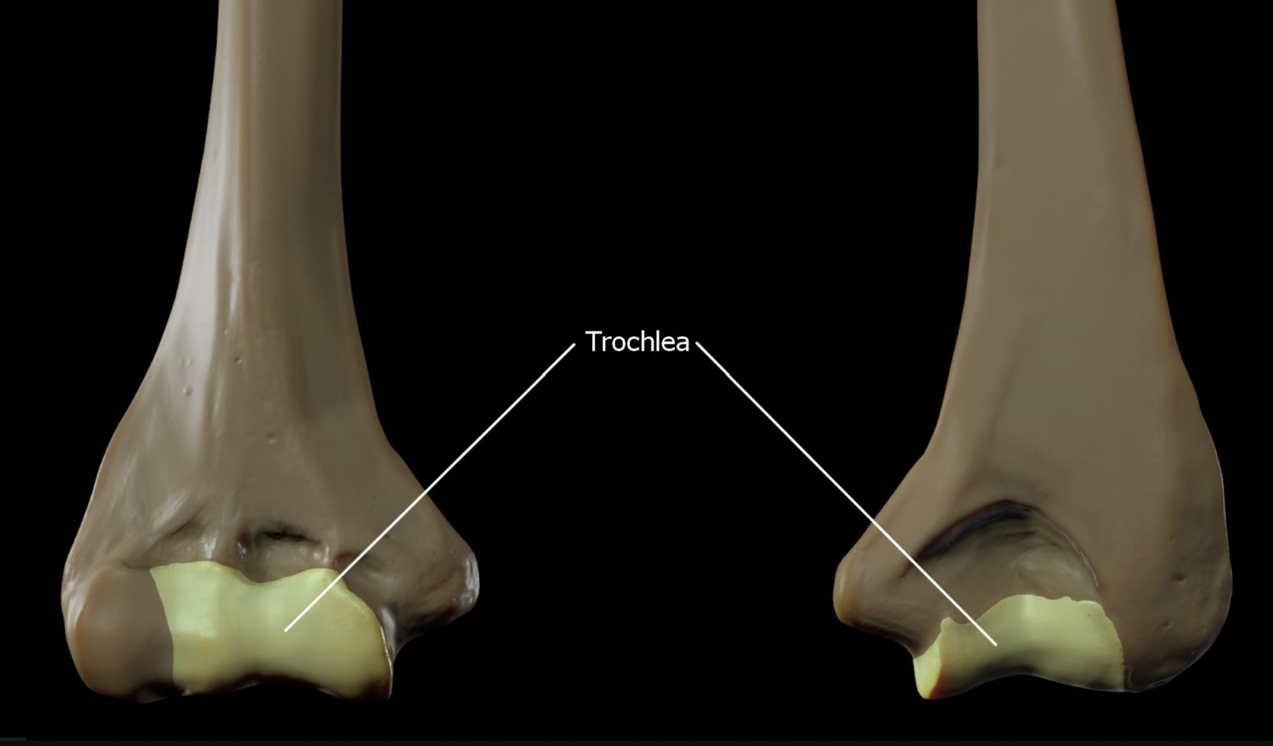 Understanding the Trochlea of the Humerus: Anatomy and Function