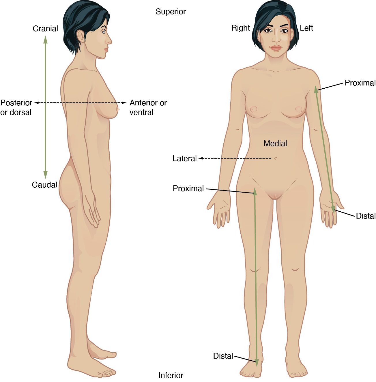 Mastering Directional Terms in Human Anatomy: A Complete Guide
