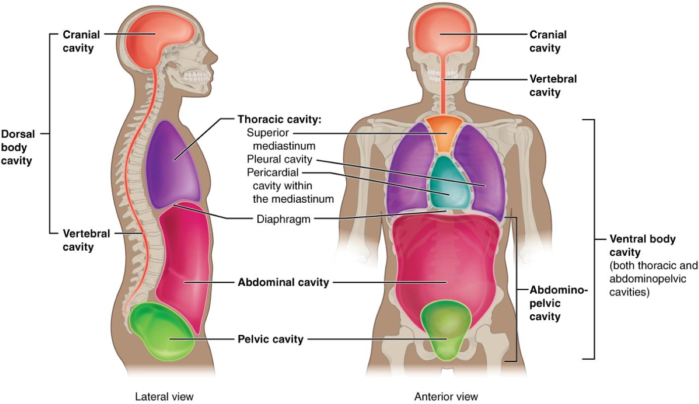 Understanding Dorsal and Ventral Body Cavities: A Detailed Anatomy Guide