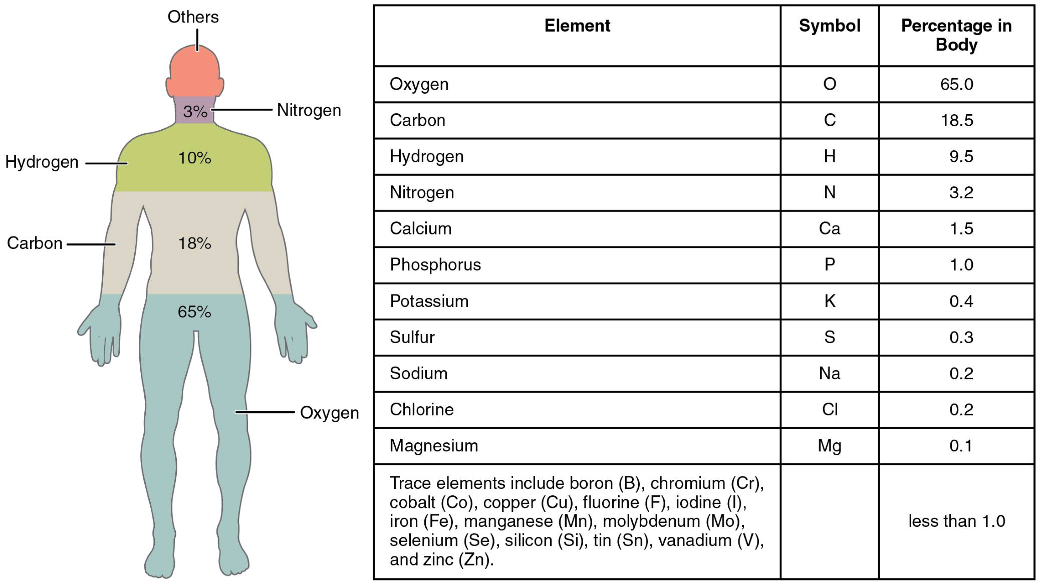 Discovering the Elements of the Human Body: Composition and Significance