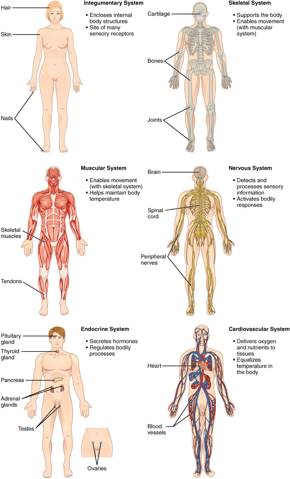 Understanding the Human Body: A Guide to Major Organ Systems
