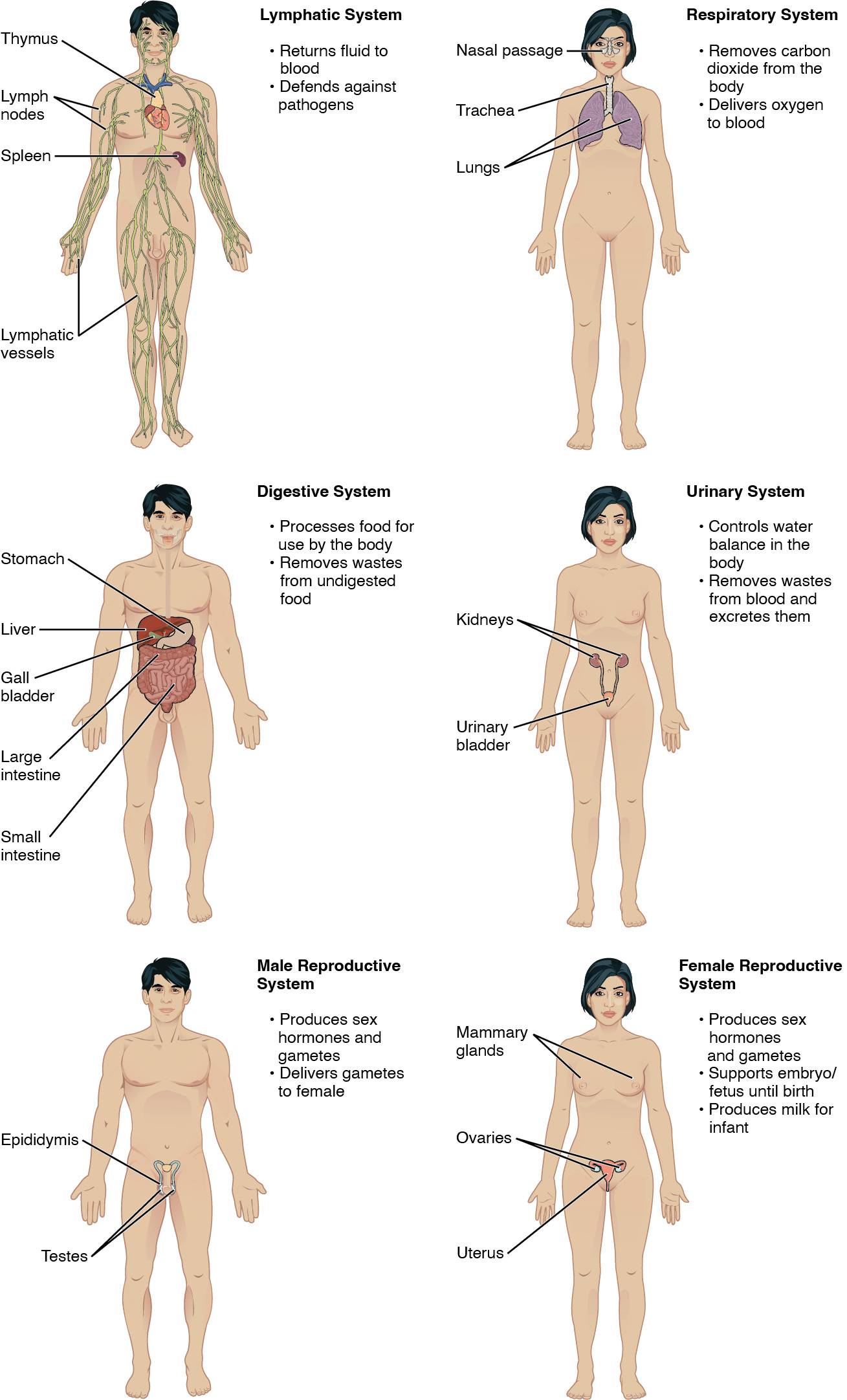 Understanding the Human Body’s Major Organ Systems