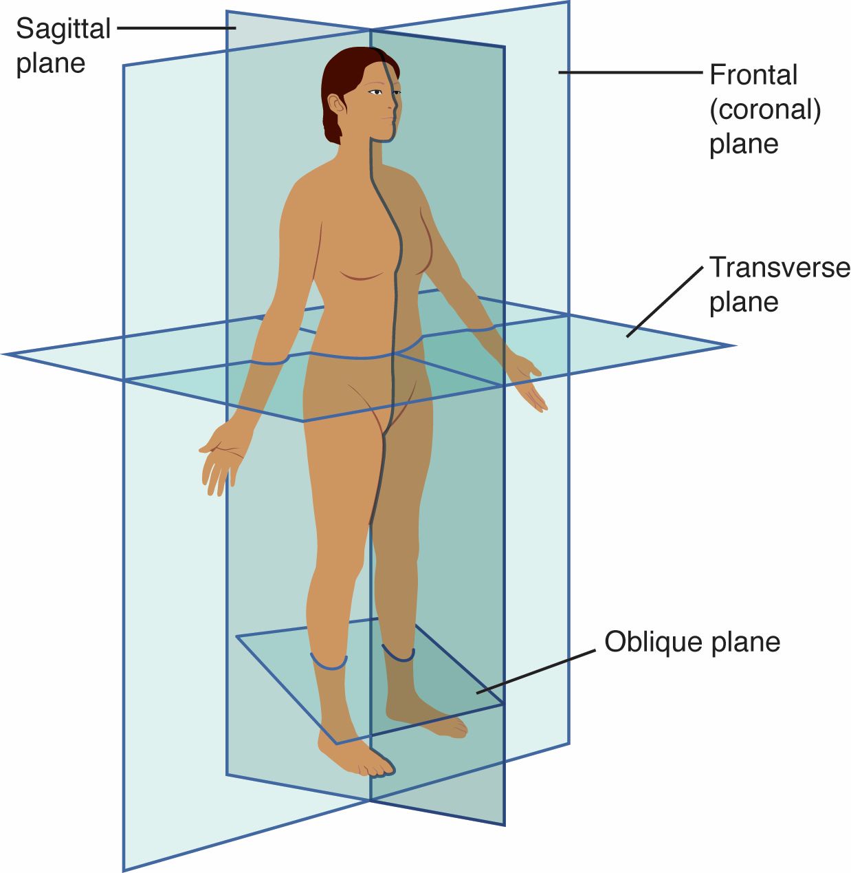 Exploring the Planes of the Human Body: A Comprehensive Guide