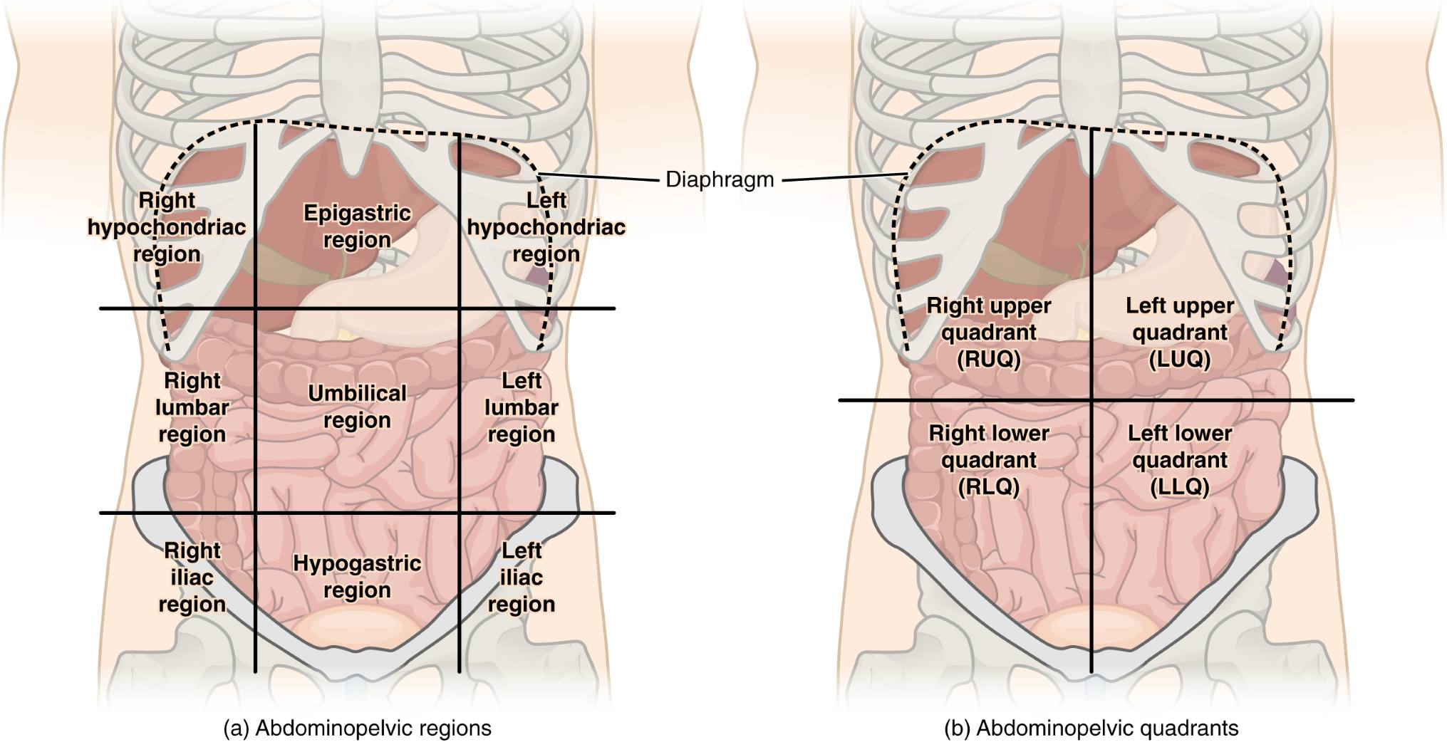 Understanding Regions and Quadrants of the Peritoneal Cavity: A Comprehensive Guide