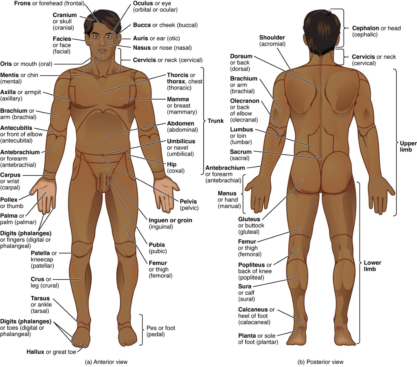 Exploring Regions of the Human Body: Anterior and Posterior Views