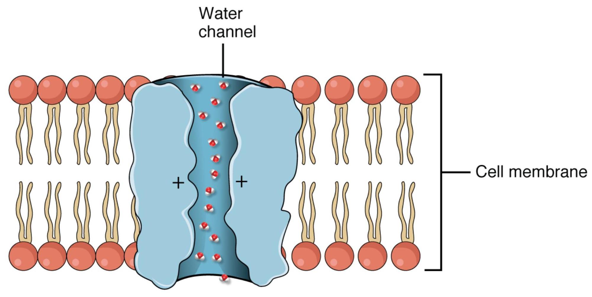 Aquaporin Water Channels: Facilitating Water Transport Across Cell Membranes