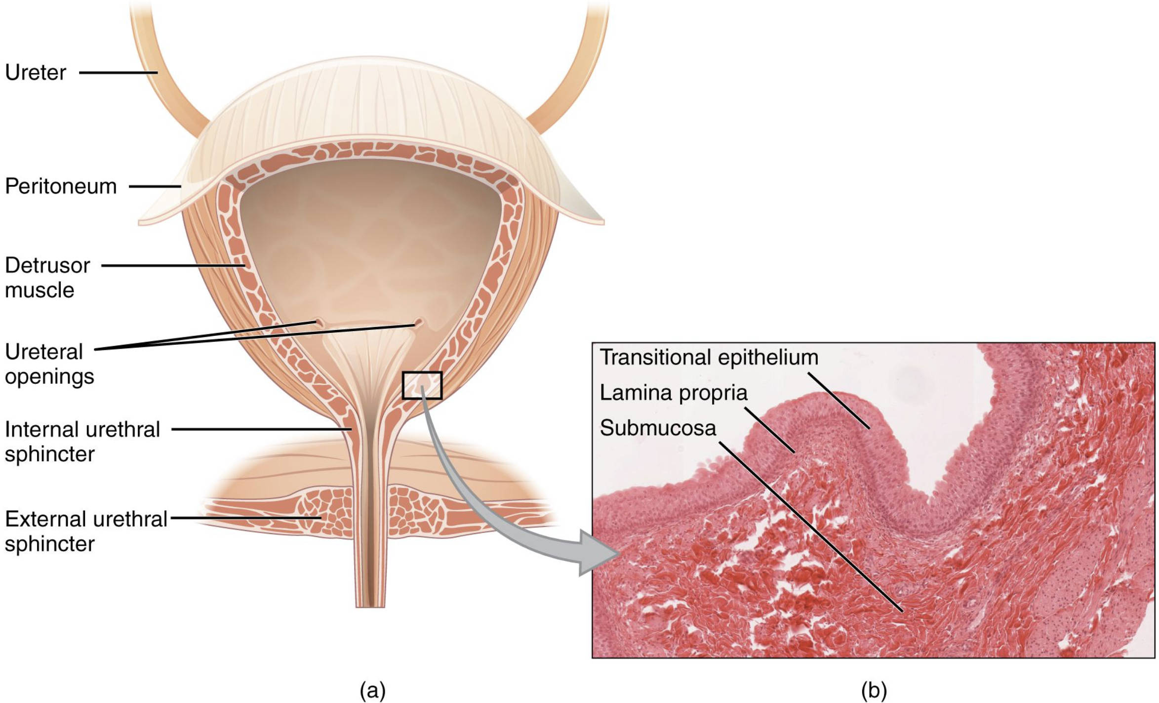 Understanding the Bladder: Anatomy, Histology, and Function