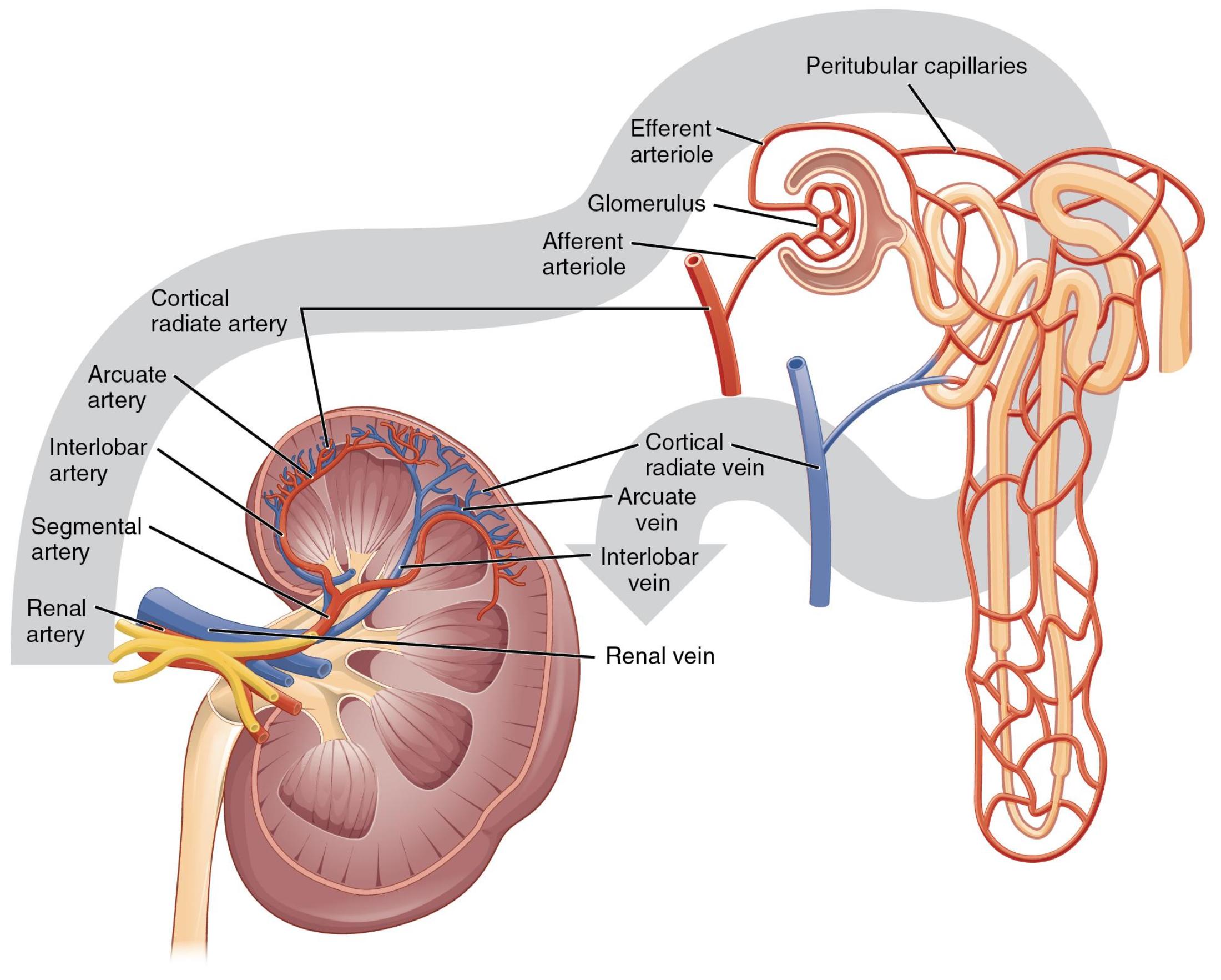 The Kidney’s Vascular Network: Unraveling Blood Flow for Filtration