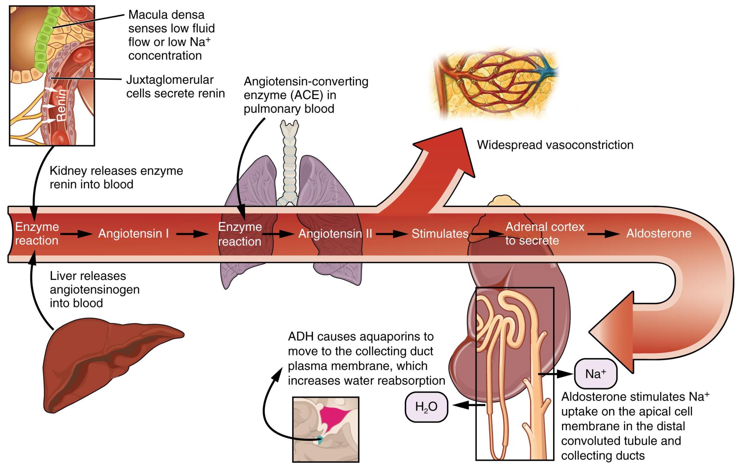 The Renin-Angiotensin-Aldosterone System: A Master Regulator of Blood Pressure