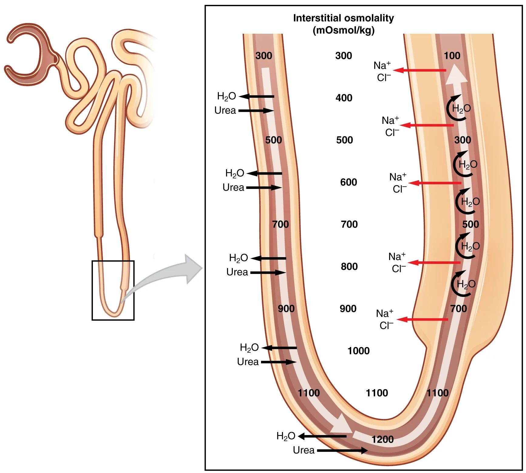 The Countercurrent Multiplier System: Concentrating Urine in the Kidney