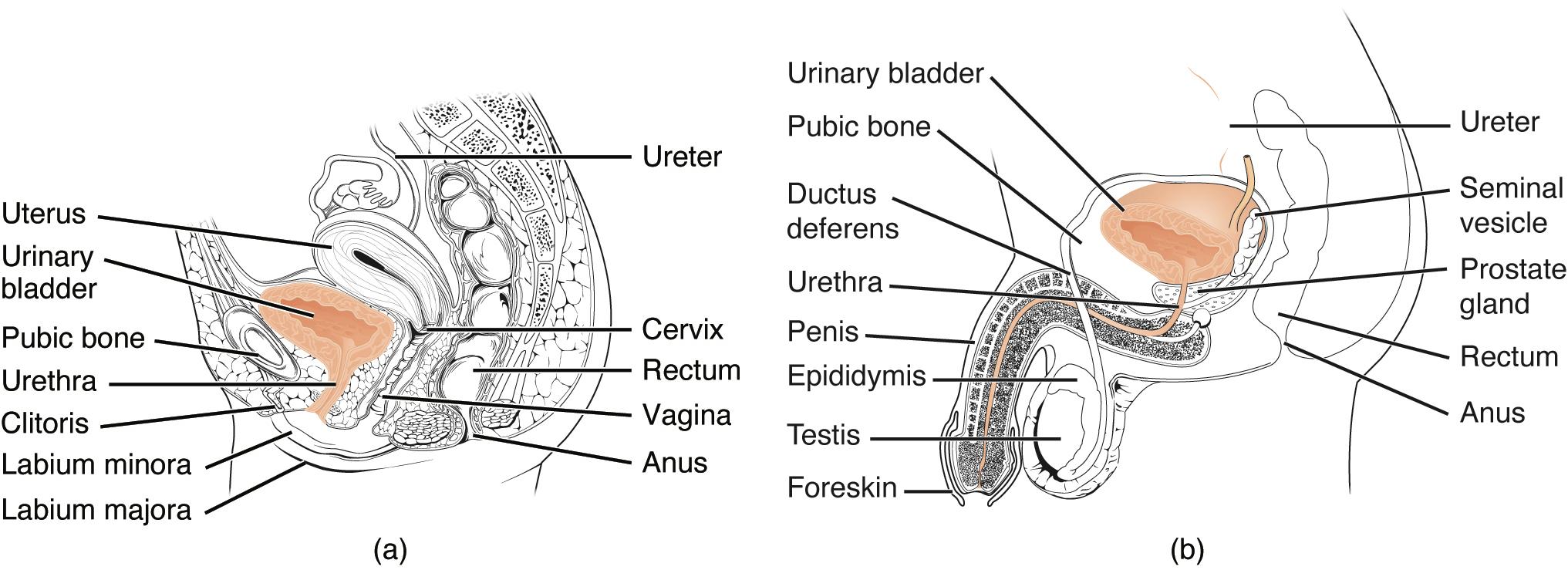 Understanding the Urethra: Differences in Male and Female Anatomy