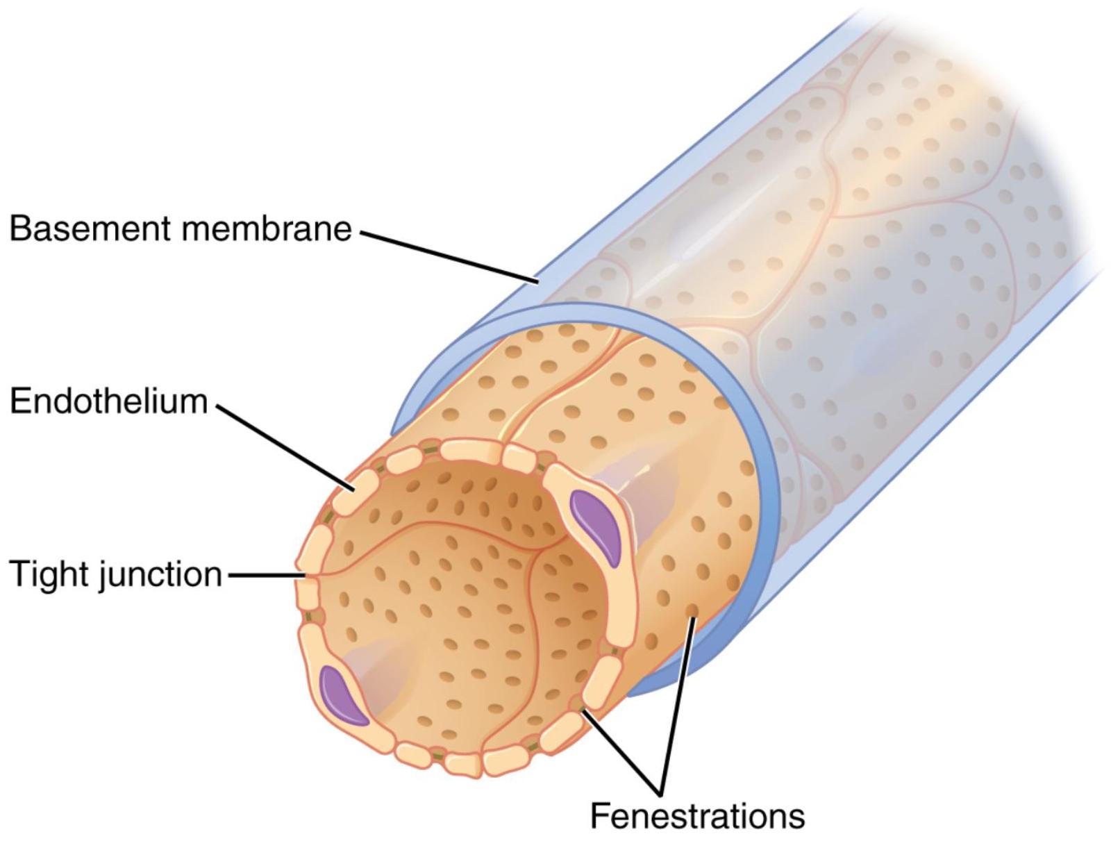 Fenestrated Capillaries: Understanding Their Role in Rapid Filtration and Exchange