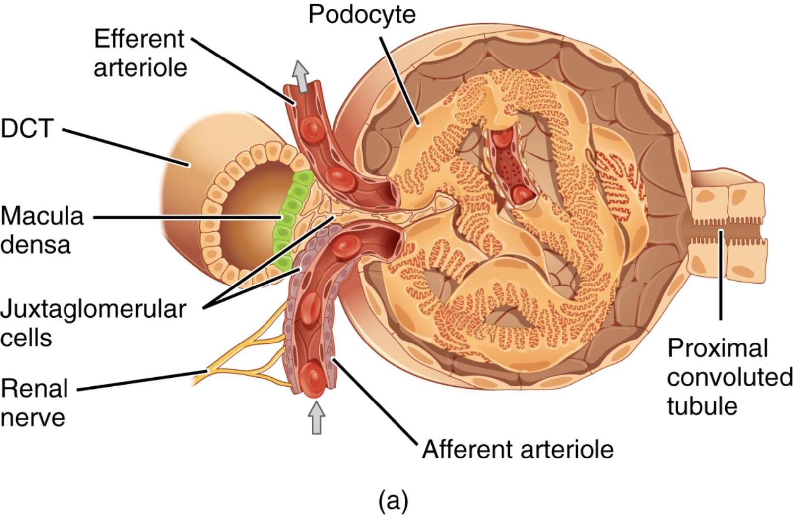 The Juxtaglomerular Apparatus: Guardian of Kidney Blood Flow and Filtration