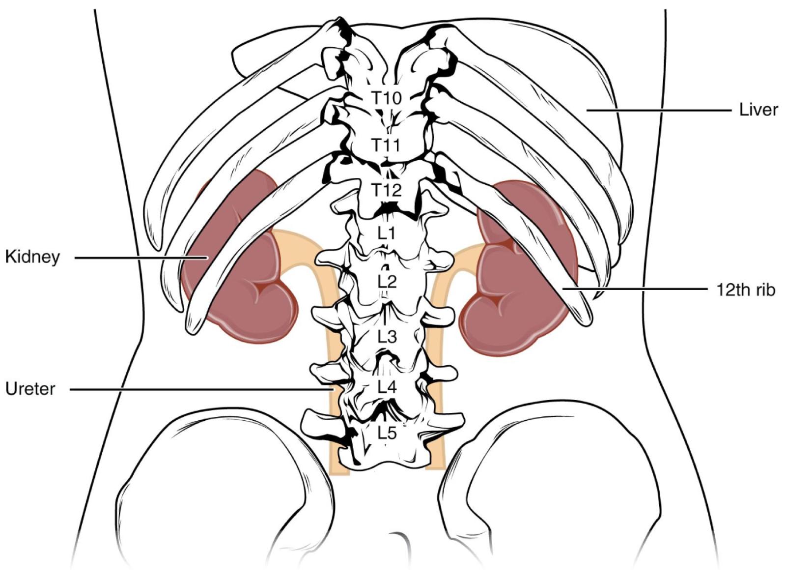 Kidneys: Unveiling Their Anatomical Location and Protective Features