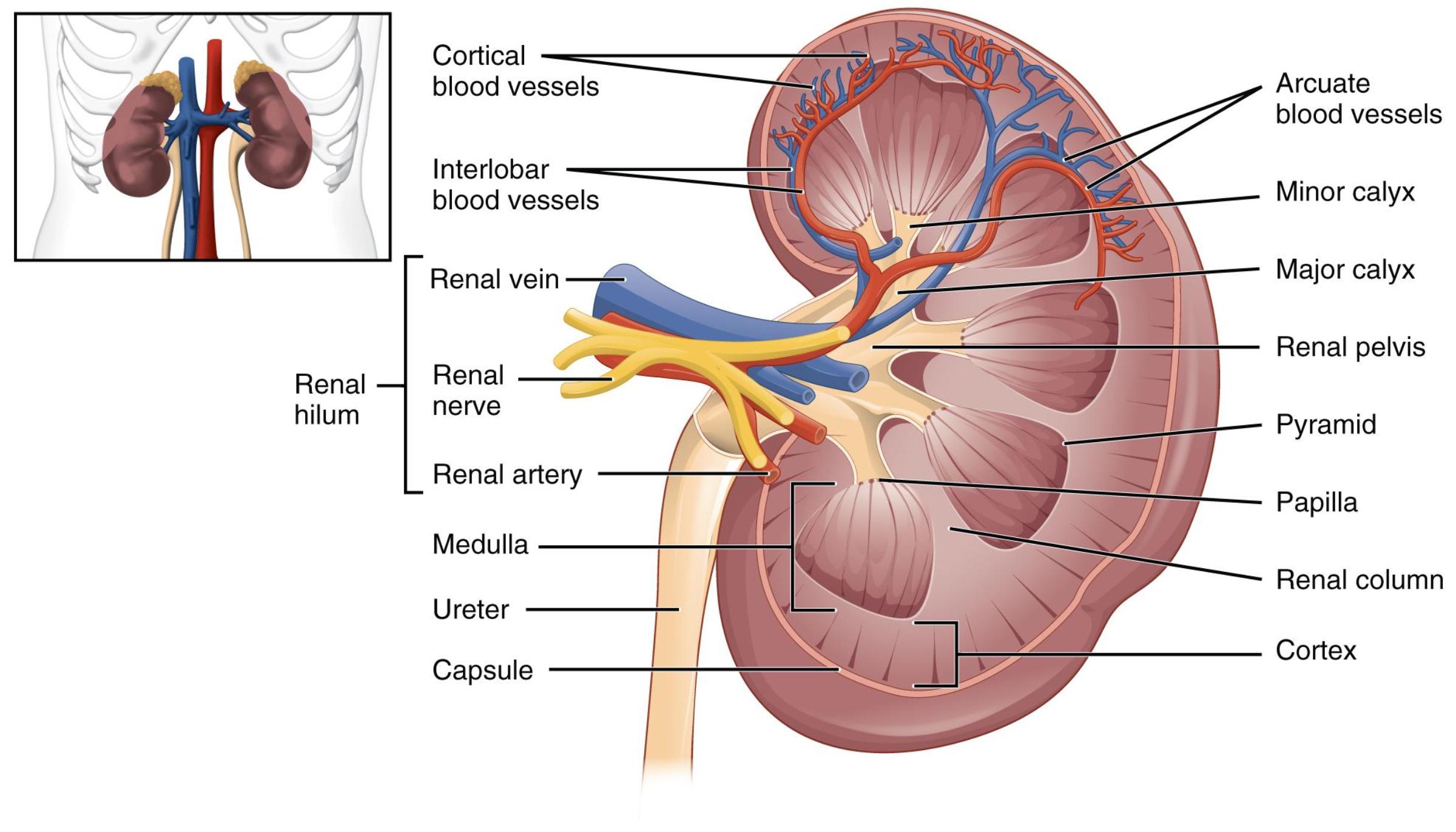 The Kidney Sectional Anatomy