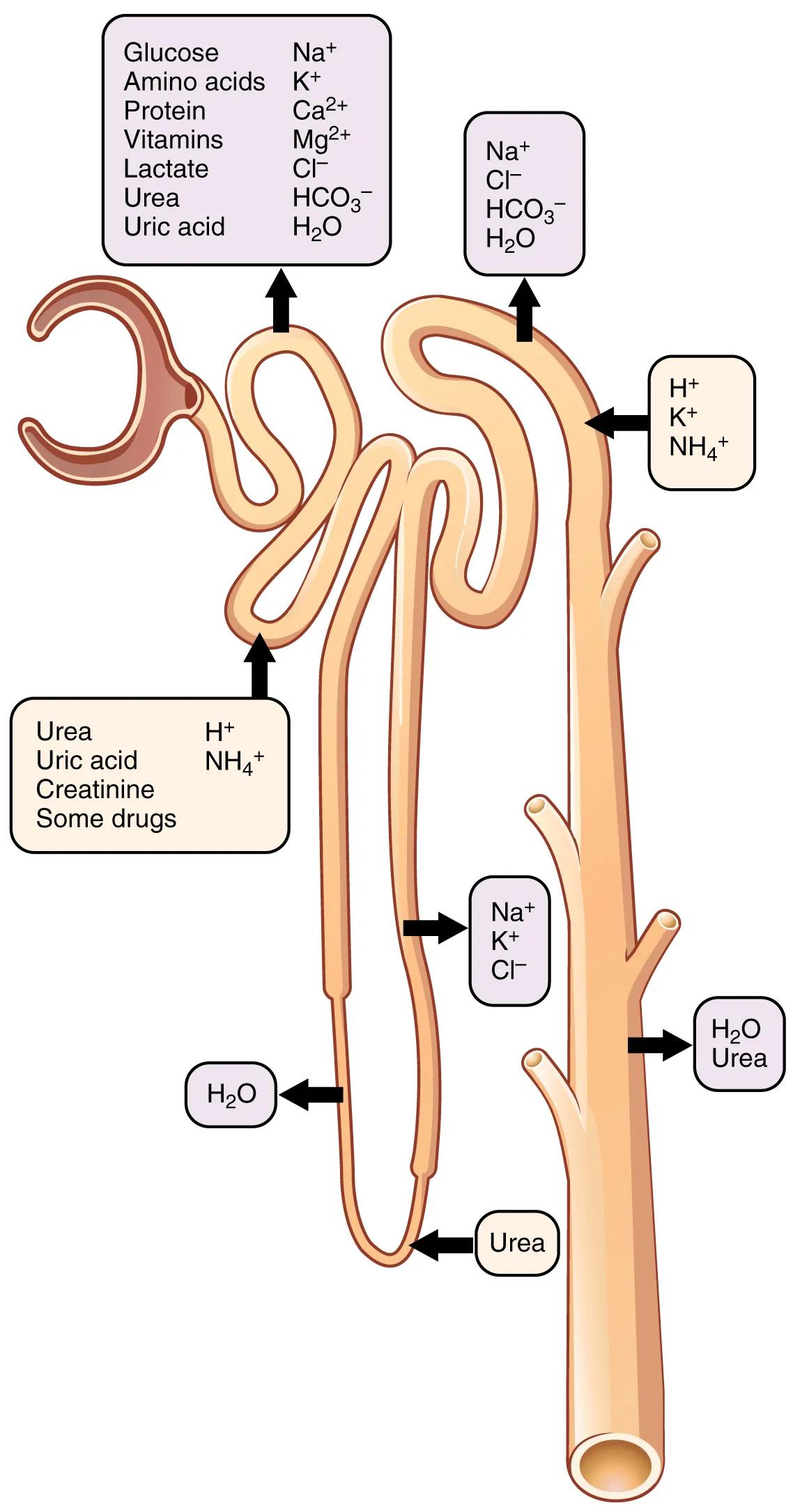 The Nephron’s Journey: Secretion and Reabsorption for Urine Formation
