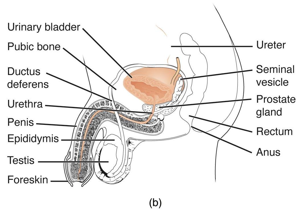 Male Urethra Sectional Anatomy: A Dual Pathway for Urine and Semen