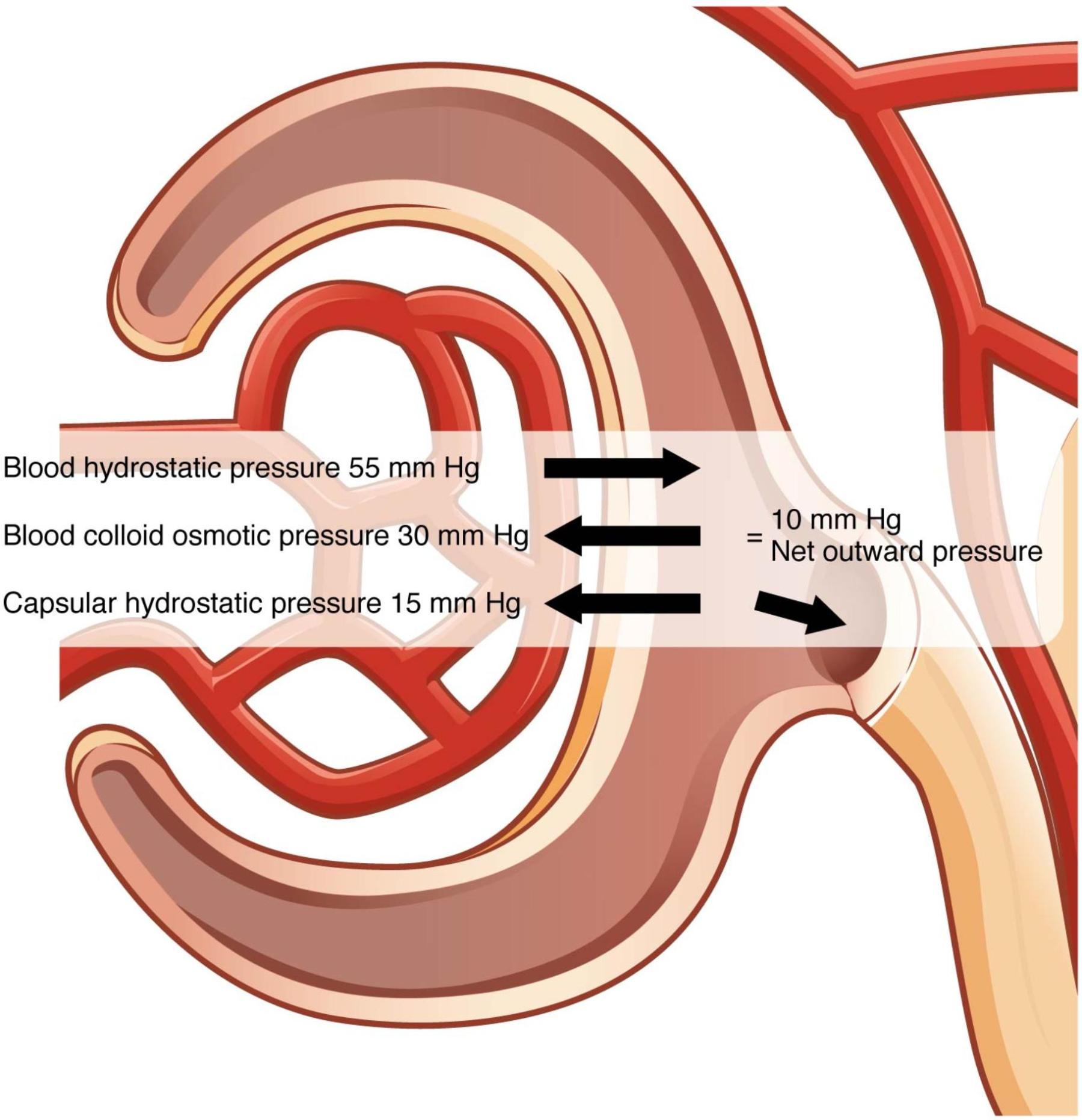 Net Filtration Pressure: Driving Glomerular Filtration in the Kidneys