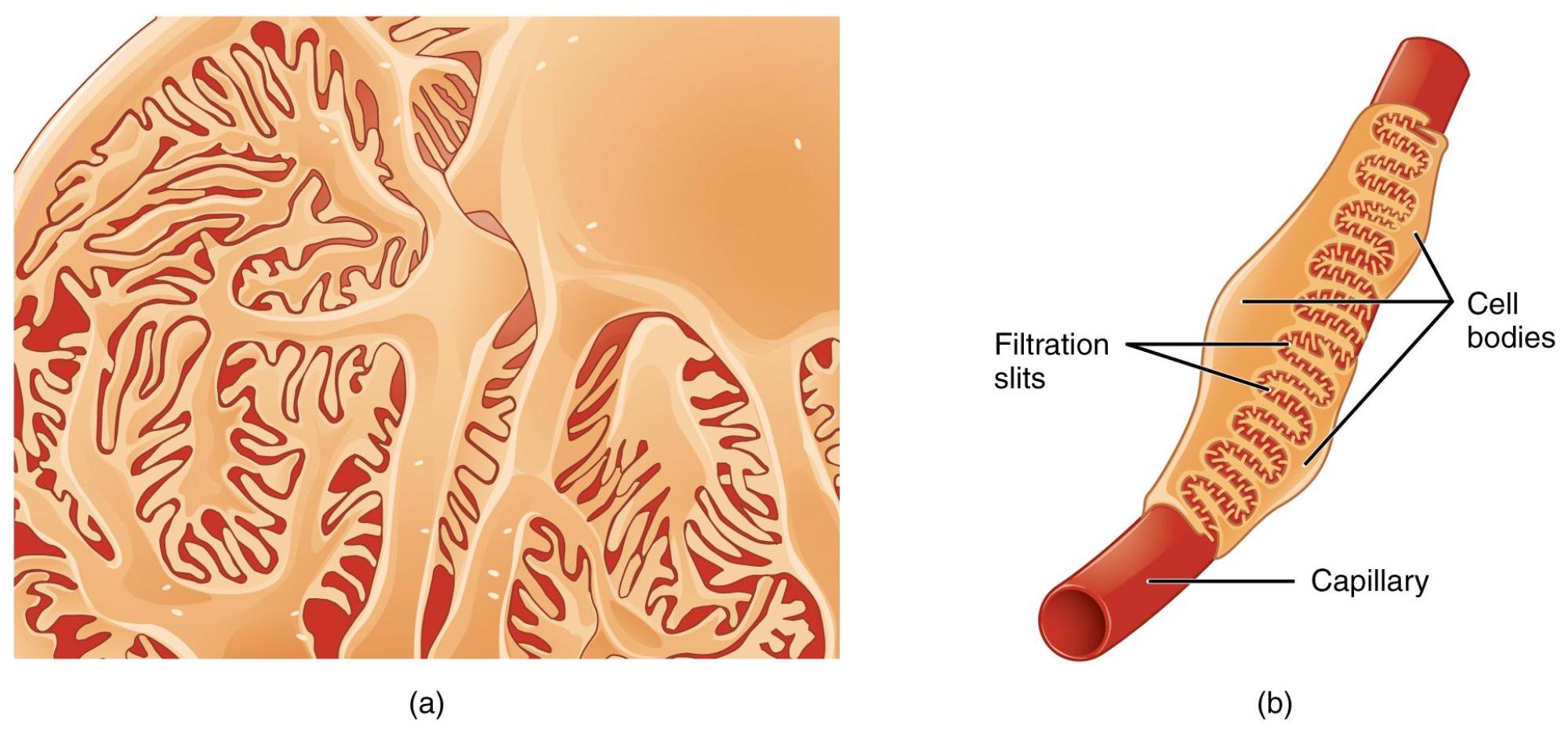 Podocytes: The Gatekeepers of Glomerular Filtration in the Kidney