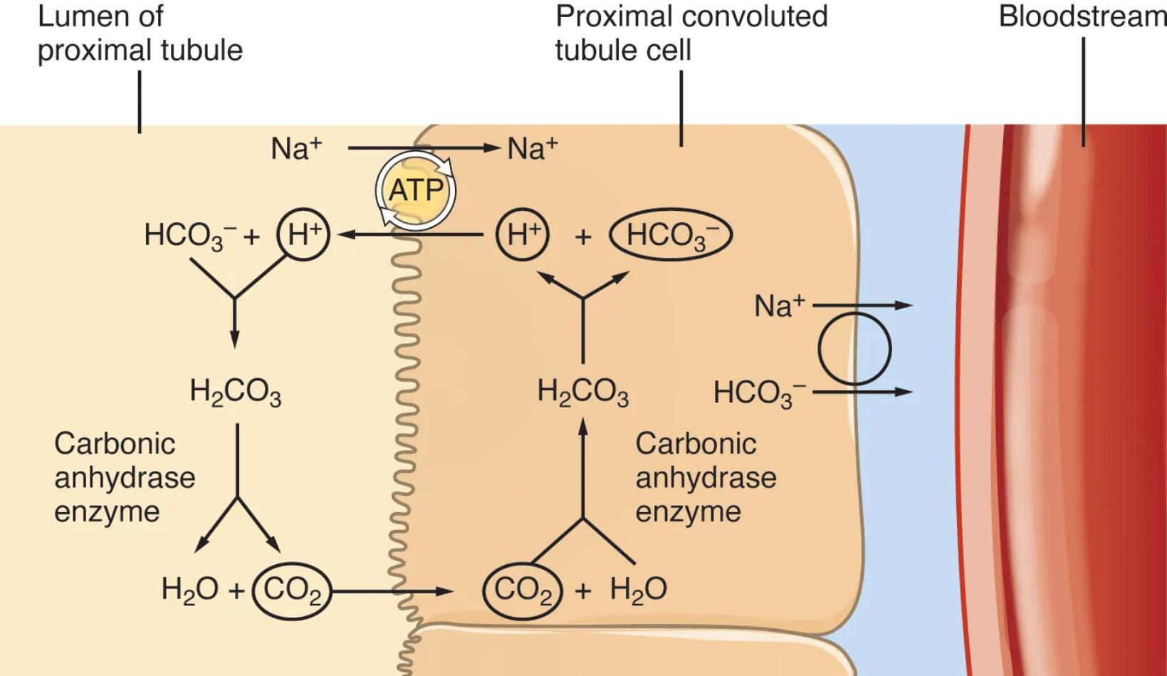 Bicarbonate Reabsorption in the Proximal Convoluted Tubule