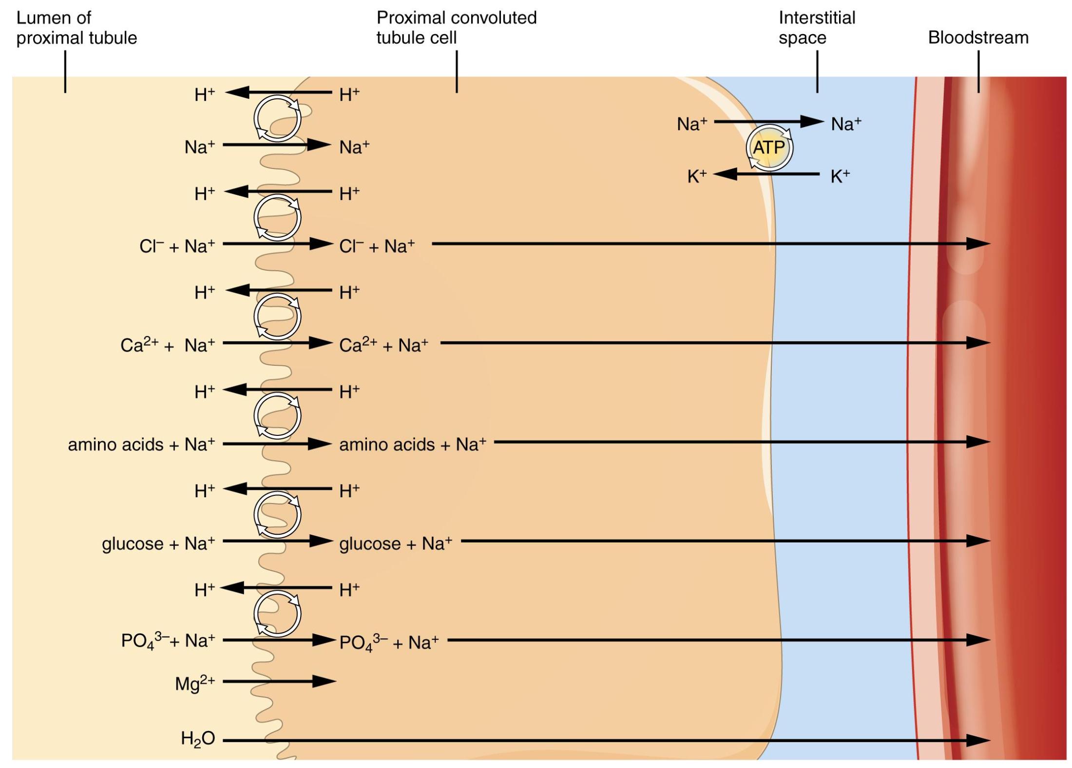 The Proximal Convoluted Tubule: The Kidney’s Master Reabsorber