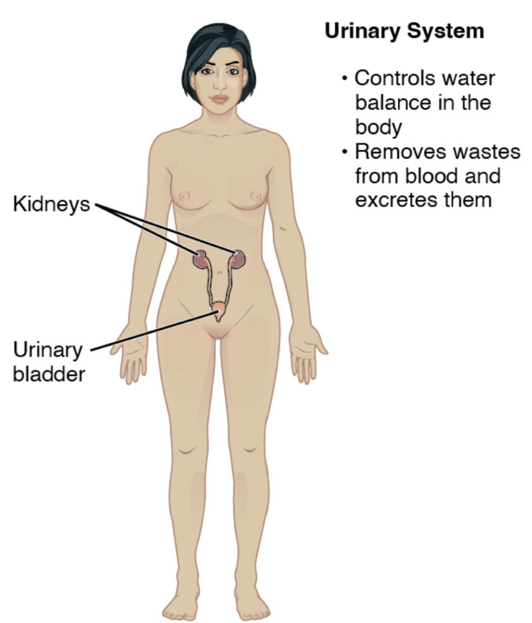The Urinary System: Anatomy and Vital Functions