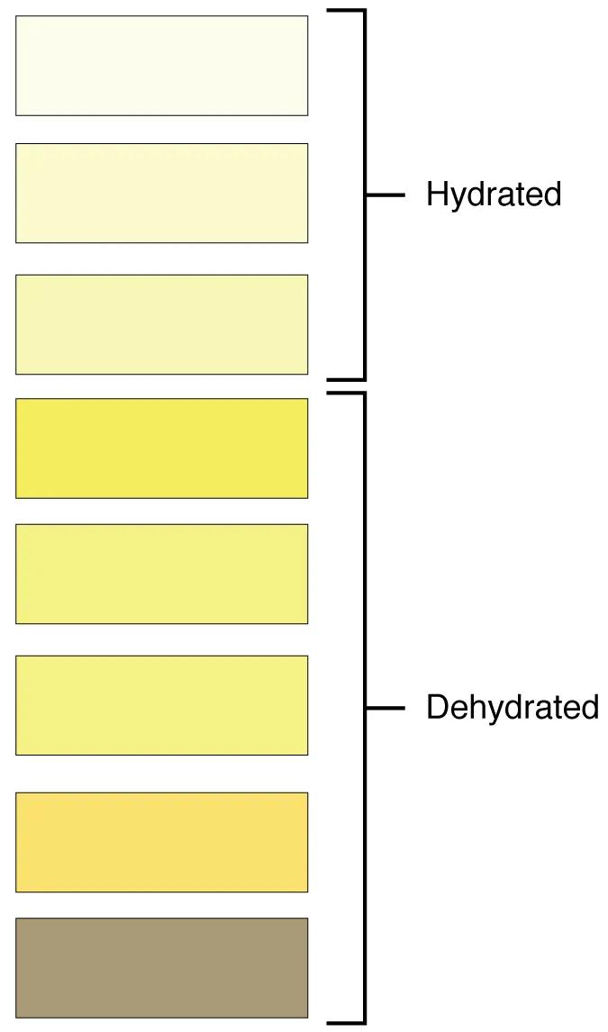 Urine Color: A Simple Indicator of Hydration and Health
